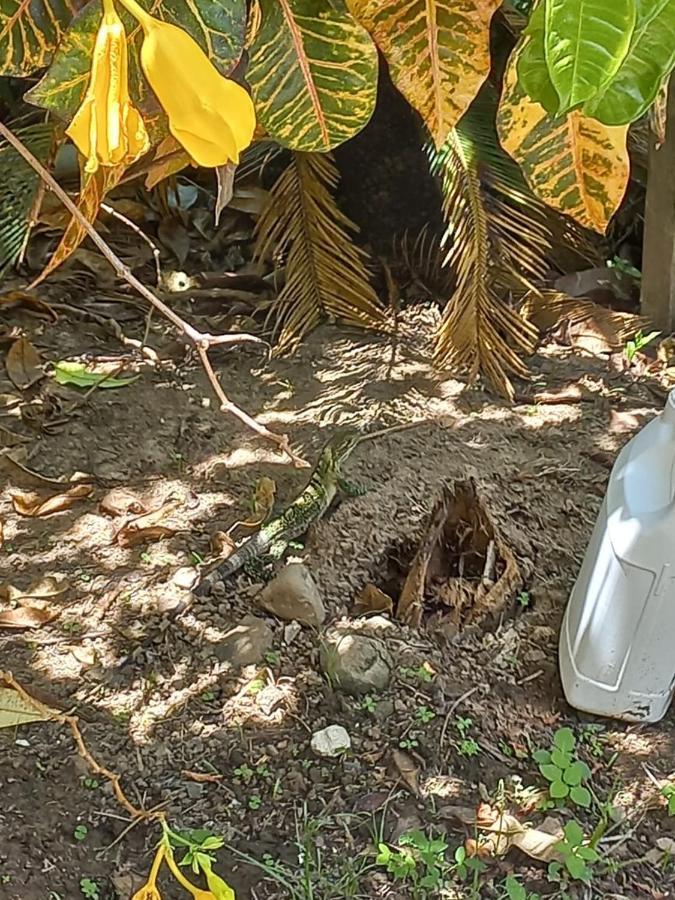 Donde Familia Manito Panzió Paquera Kültér fotó