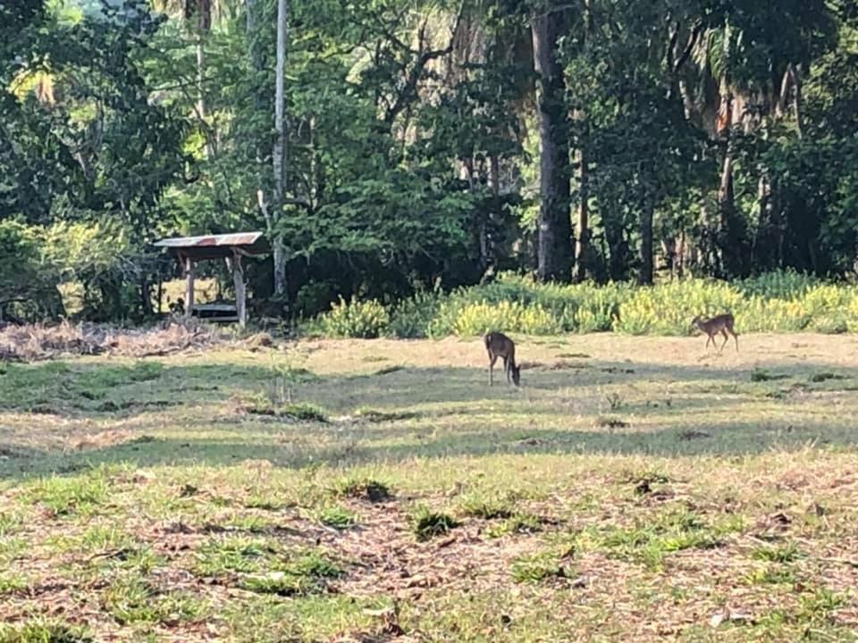 Donde Familia Manito Panzió Paquera Kültér fotó